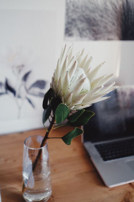 A single elegant floral arrangement featuring a large, white protea with spiky petals and dark green, oval-shaped leaves, placed in a clear glass vase filled with water. The bouquet is set on a wooden