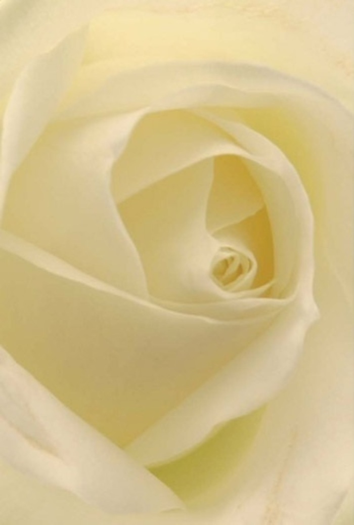 Captured up-close by a Fulham florist, this classic white rose draws you in with layers of softness that echo the tranquillity found along Eel Brook Common. The petals merge shades of milk and cream, illuminated by gentle ambient light as if glowing from within-a perfect mirror for heartfelt occasions. Each spiraled fold speaks of purity and subtle strength, making this rose a flawless fit for tender apologies, romantic gestures, or a sophisticated wedding table in and around Fulham. The natural structure of the bloom is elevated by slight gradients of cream and shadow, the handiwork of local Fulham experts shining through. There's an aura of serenity and renewal as the arrangement rests quietly, filling the room with an understated, fresh fragrance and the comforting confidence that comes from Fulham Flowers' attention to detail. No matter the emotion or event, this rose radiates peace and effortless beauty, touching the hearts of all who receive it.